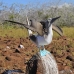 booby_bluefooted_nsey_v_0088_ecu0284.jpg